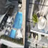 Plaza Phase 2 By Reportage - image 5